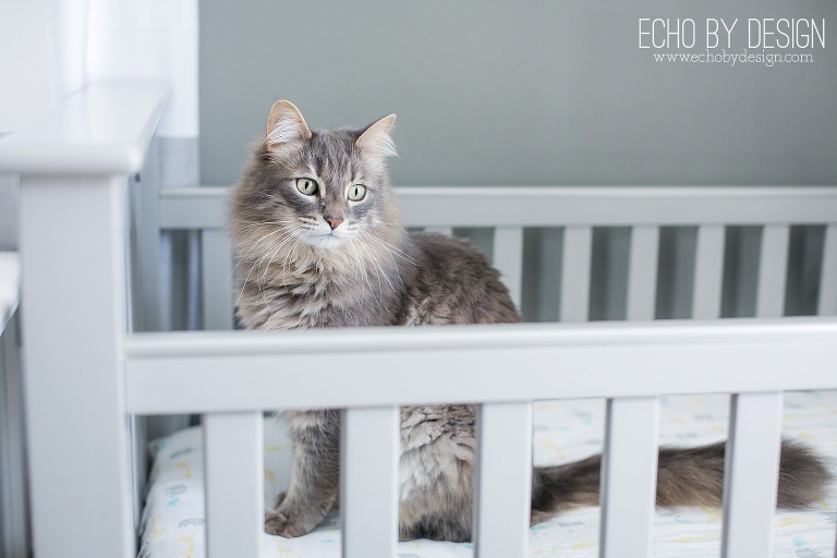 Cat in Baby Crib during Maternity Photos